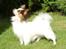 Papillon DKCH True And Trusty Kisses For Ever - Mor  DFJCUH True and Trusty Donna Wetter