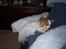 Papillon Westerbo´s Amalie - Amalie ligger og hygger sig med et ben