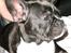 Fransk bulldog Tulle