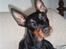 Dvaergpinscher Rødkildes P.star