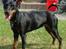 Dvaergpinscher Rødkildes P.star