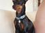 Dvaergpinscher Rødkildes P.star
