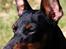Dvaergpinscher Rødkildes P.star