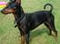 Dvaergpinscher Rødkildes P.star