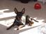 Dvaergpinscher Rødkildes P.star