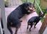 Dvaergpinscher Rødkildes P.star