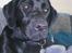 Labrador retriever Zenta