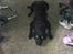Labrador retriever Zenta