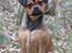 Blanding af racer (Mops/Dv. pinscher) -Sika