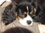 Cavalier king charles spaniel Thor (lille Thor) - thor i mors arme:D
