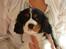 Cavalier king charles spaniel Thor (lille Thor) - da thor var lille ( han er vokset som skut ud af en kanon)