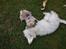 Mops Ozzy