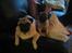 Mops Ozzy - Amiee og Ozzy :) 