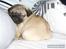 Mops Ozzy
