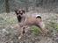 Blanding af racer (Mops/Dv. pinscher) -Sika