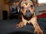 Blanding af racer (Mops/Dv. pinscher) -Sika