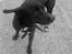 Blanding af racer Laika *R.I.P* - I regn og blæst, ved strand i vest :)