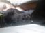 Blanding af racer Laika *R.I.P* - putter med mor :)