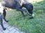 Blanding af racer Laika *R.I.P*