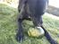 Blanding af racer Laika *R.I.P*