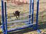Blanding af racer (Mops/Dv. pinscher) -Sika