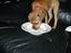 Blanding af racer (Mops/Dv. pinscher) -Sika
