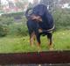 Rottweiler Marley