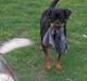 Rottweiler Heitah`s Naomi