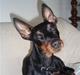 Dvaergpinscher Rødkildes P.star