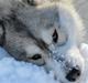 Siberian husky Alaska