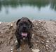 Mallorca Mastiff / Ca de Bou Figo