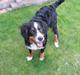 Berner sennenhund Mille
