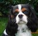 Cavalier king charles spaniel Rossi (himmelhund)