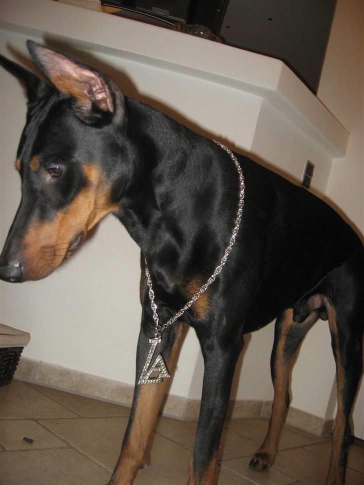 Dobermann Baloo billede 8