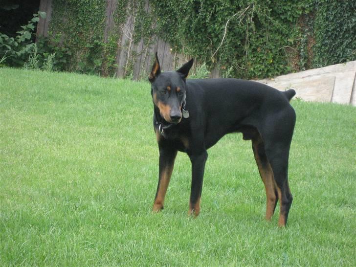 Dobermann Baloo billede 9