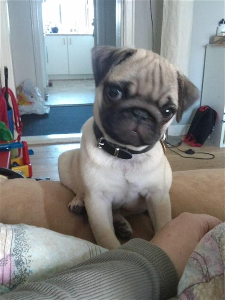 Mops Joey - hej.. det er mig som at der er Joey.. billede 1