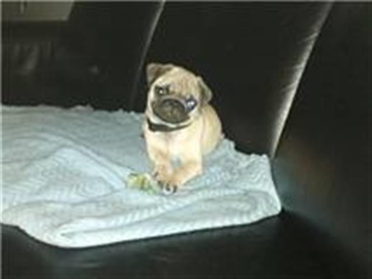 Mops Joey - mit tæppe og mig på sofaen - min mor sagde en sjov lyd så jeg kigger lidt skævt på hende :) billede 2