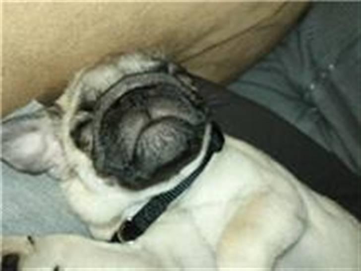 Mops Joey - ZzzzZZzzzzZZzZzzzz.. elsker oz at sove  billede 3