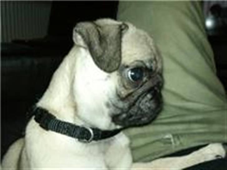 Mops Joey - lækre mig i profil ;) billede 4