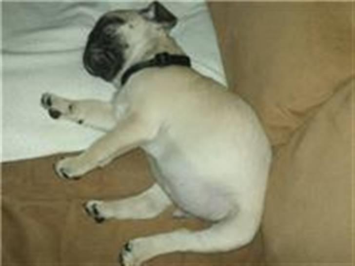 Mops Joey - min første dag i mit nye hjem.. jeg var meget træt.  billede 5