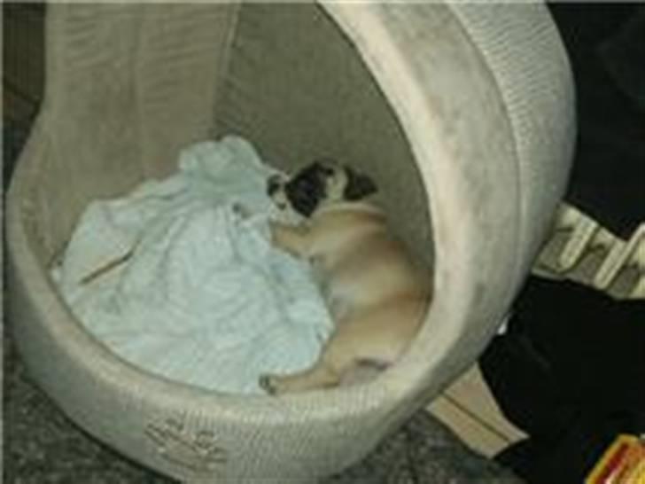 Mops Joey - mig i min fine seng min mor har købt.. billede 6