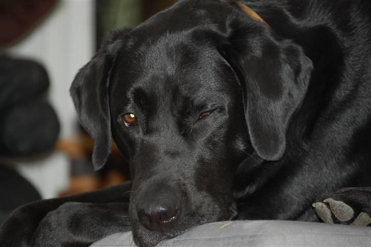 Labrador retriever MY BOY CHESTER billede 1