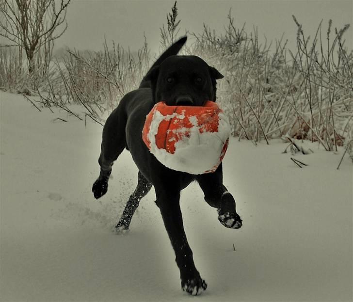 Labrador retriever MY BOY CHESTER billede 2