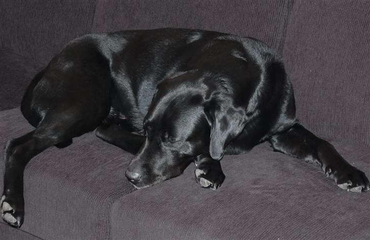 Labrador retriever MY BOY CHESTER billede 3