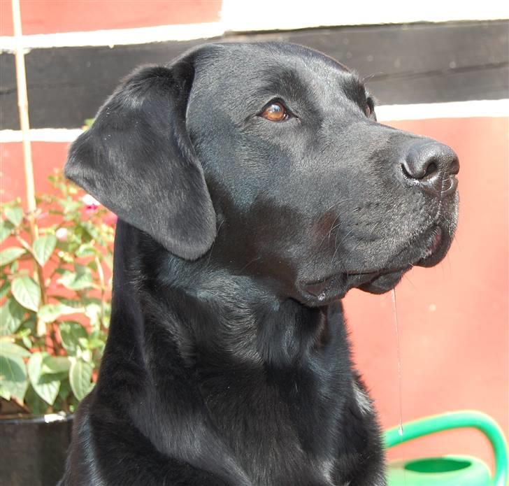 Labrador retriever MY BOY CHESTER billede 4