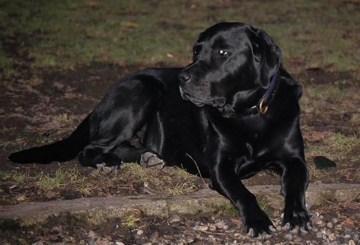 Labrador retriever MY BOY CHESTER billede 5