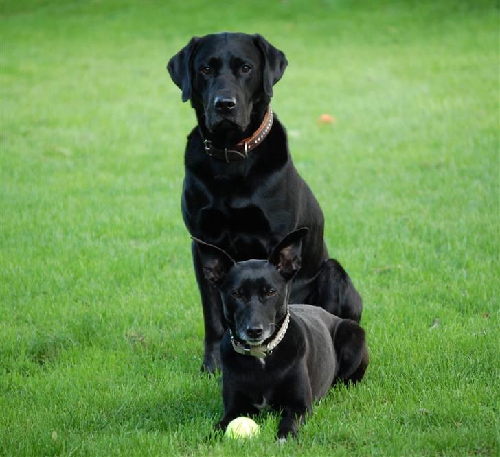Labrador retriever MY BOY CHESTER billede 6