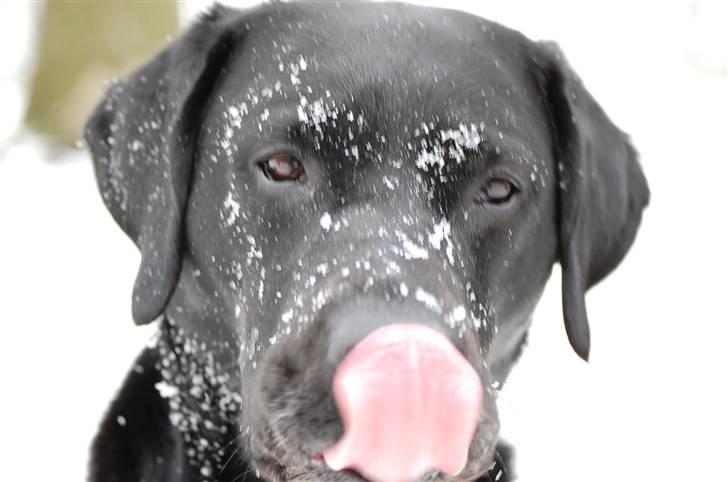 Labrador retriever MY BOY CHESTER billede 7