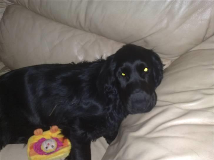 Cocker spaniel Tika <3 billede 4