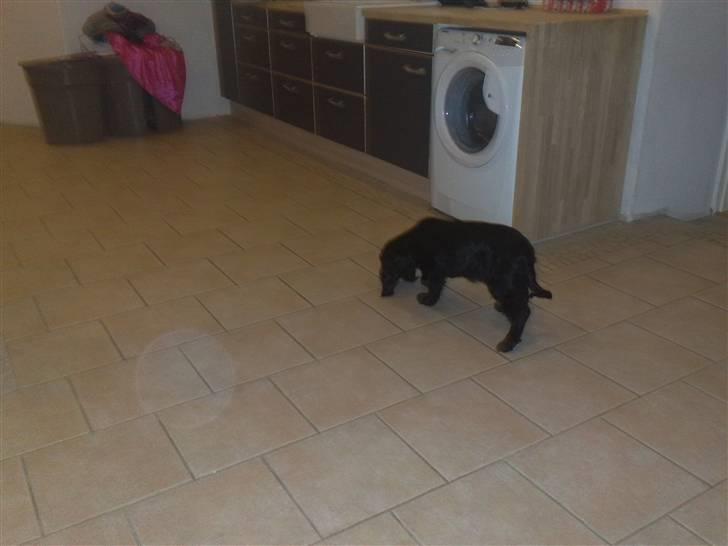 Cocker spaniel Tika <3 billede 6